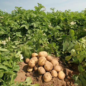 Выращивание картофеля сорта
