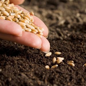 Семена озимых зерновых культур