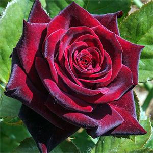 Саженцы роз чайно-гибридных роз