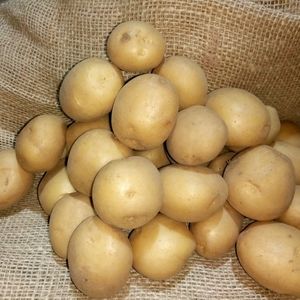 Выращивание элитных семян картофеля
