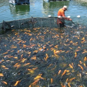 Технический уход на рыбоводных прудах