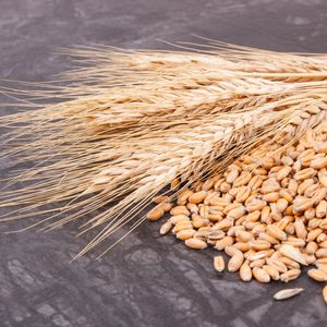 Реализация пшеницы Беларусь