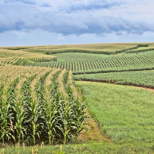 Выращивание сельскохозяйственных культур