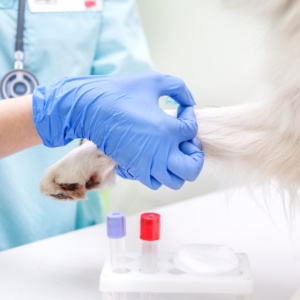 Ветеринарные исследования