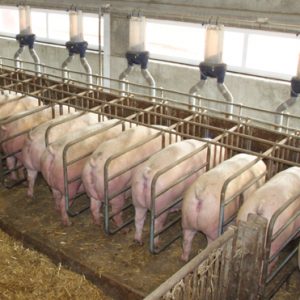 Разведение свиней