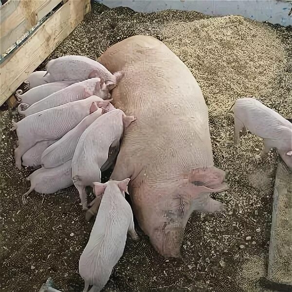 Выращивание поросят