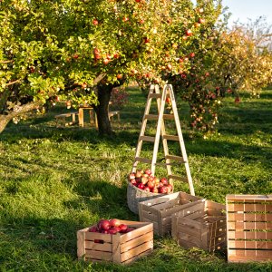 Садоводство