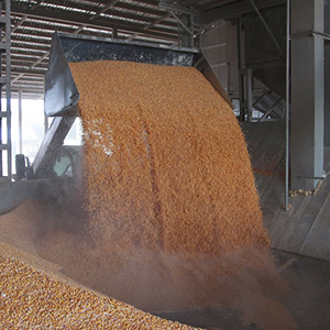 Обработка зерновых и зернобобовых культур