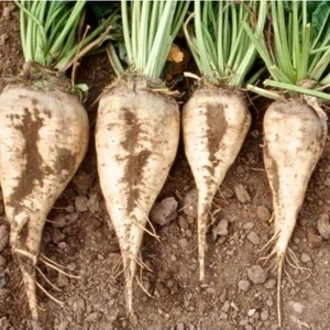 Свекла сахарная