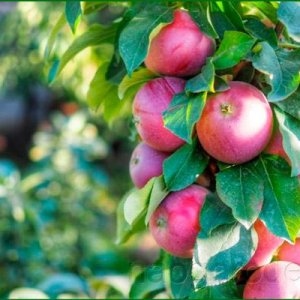 Выращивание яблок