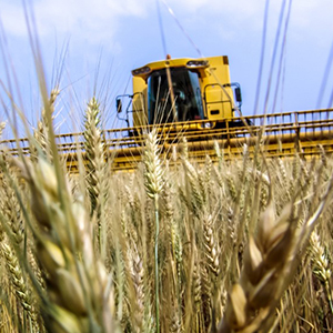 Выращивание зерновых и зернобобовых культур