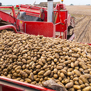 Реализация картофеля