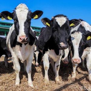 Животноводство мясо-молочного направления