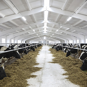 Сельское хозяйство скотоводство