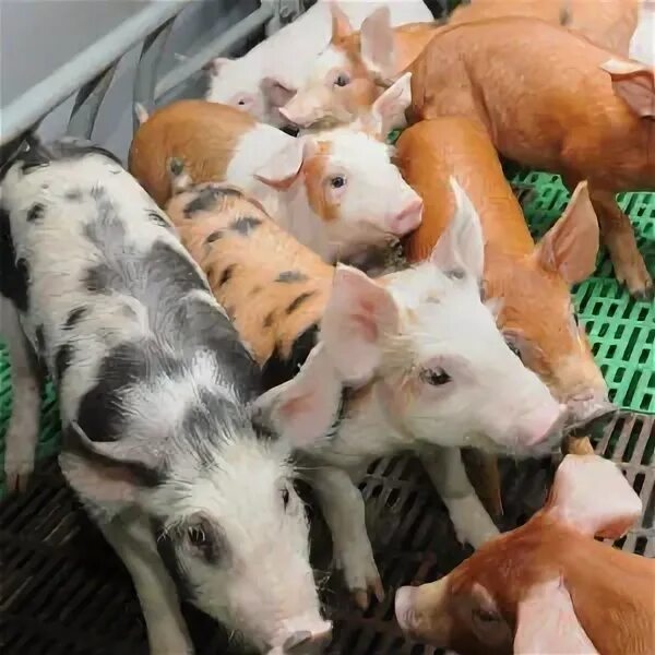 Свиноводство отрасли