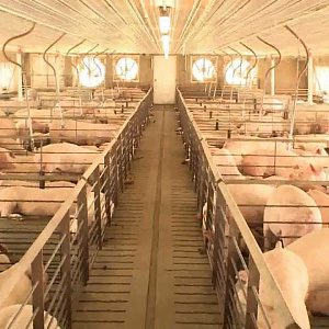 Выращивание свиней