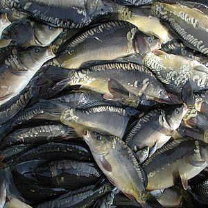 Выращивание товарной рыбы