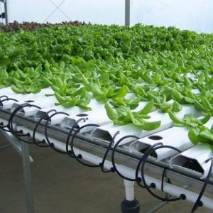 Выращивание овощей безсубстрактовым методом