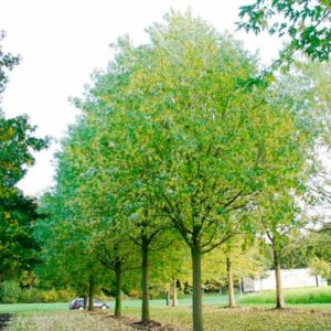 Саженцы лиственных пород деревьев
