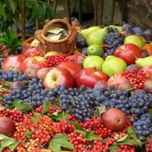 Производство плодов и ягод