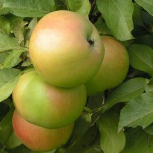 Яблоко сорт Вербное