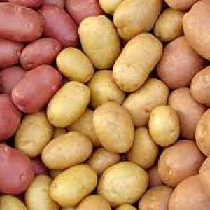 Производство картофеля РБ
