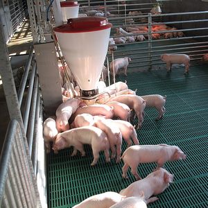 Поточное выращивание свиней