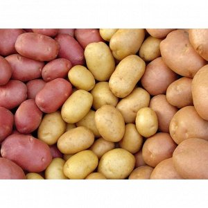 Выращивание семеного картофеля