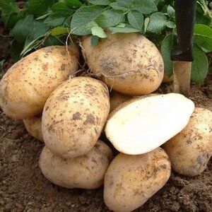 Выращивание сортового картофеля