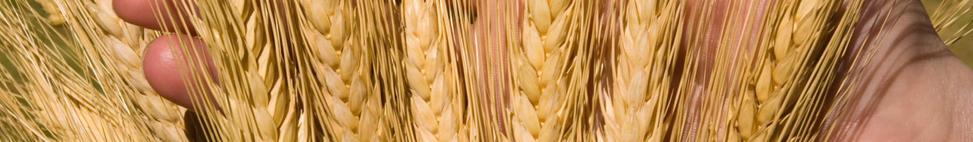 Талица-агро КСУП