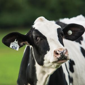 Молочно-мясное хозяйство