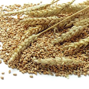 Компании выращивание зерновых