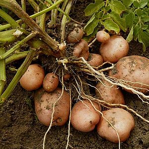 Выращивание клубней картофеля