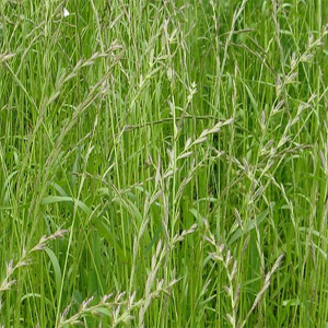 Однолетние травы на зеленый корм