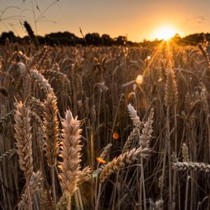 Производство продукции растениеводства