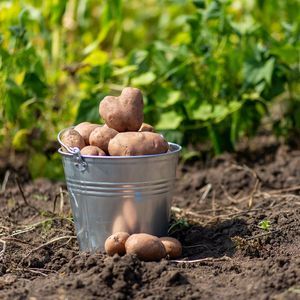 Картофель посадка выращивание