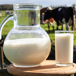 Ведение молочного хозяйства