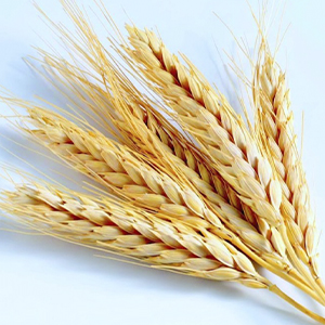 Сортовые семена зерновых культур