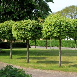 Саженцы деревьев декоративных лиственных пород