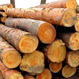 Лесоматериал круглых хвойных пород