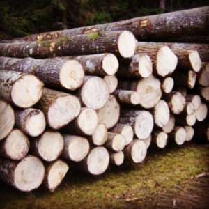 Лесоматериал круглых лиственных пород