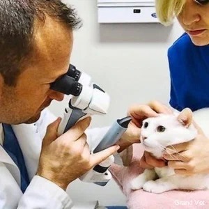 Офтальмологические ветеринарные услуги