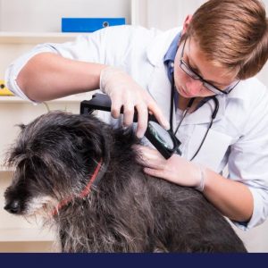 Лечение дерматологических заболеваний животных