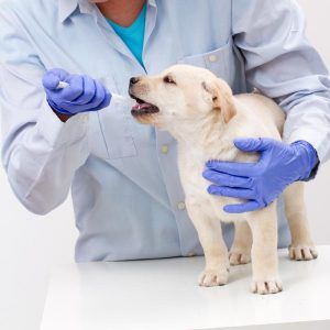 Лечение домашних животных