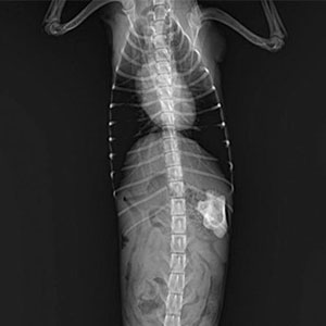 Ветеринарная хирургия