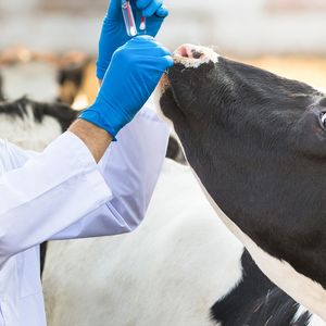 Ветеринарная консультация