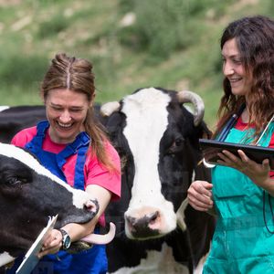Лечение заболеваний животных