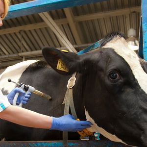 Ветеринария