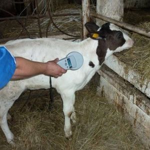 Чипирование животных