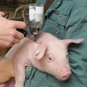 Препараты для лечения животных